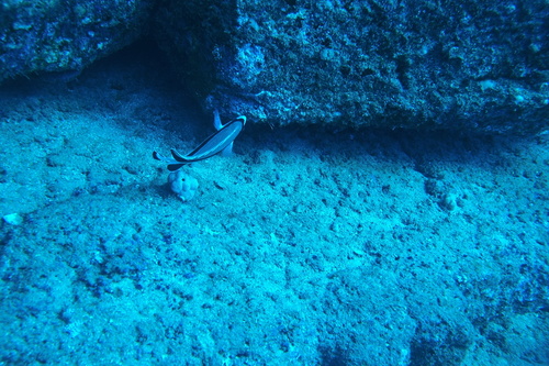 Apolemichthys, 2025-08-24