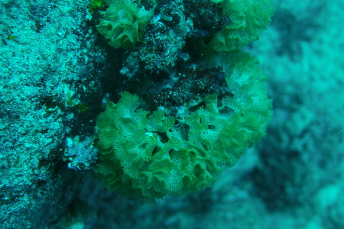Reteporellina, 2025-06-09