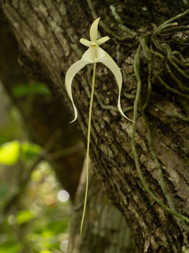 Dendrophylax lindenii, photograph 5