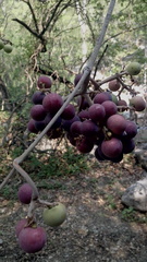 Ampelocissus acapulcensis