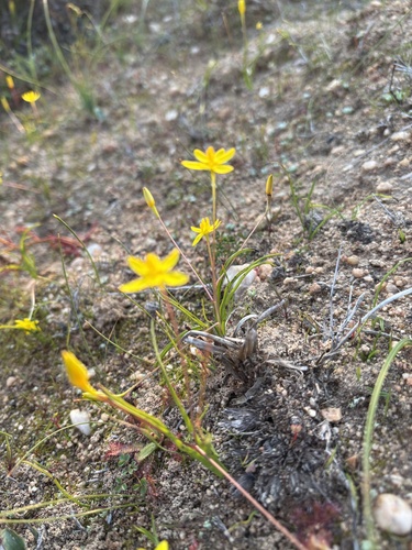 Thinstalk Capestar (Pauridia gracilipes)
