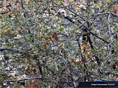 Rhododendron yedoense