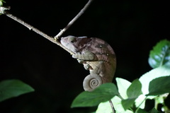 Calumma oshaughnessyi