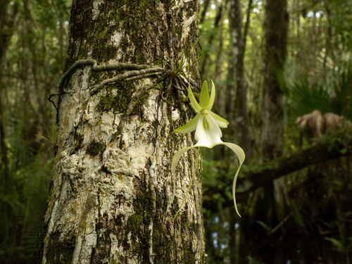 Ghost orchid