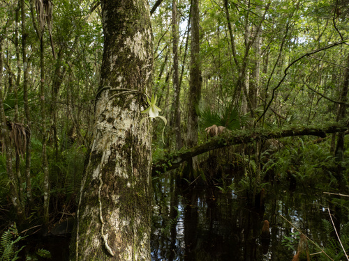Dendrophylax lindenii, photograph 3