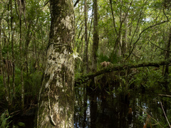 (c) Turner Brockman, some rights reserved (CC BY-SA) Dendrophylax lindenii, photograph (c) Turner Brockman, some rights reserved (CC BY-SA)