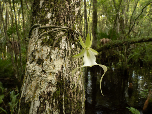 Dendrophylax lindenii, photograph 4
