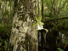 (c) Turner Brockman, some rights reserved (CC BY-SA) Dendrophylax lindenii, photograph (c) Turner Brockman, some rights reserved (CC BY-SA)