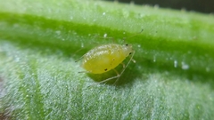 Myzus persicae