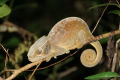 Calumma oshaughnessyi