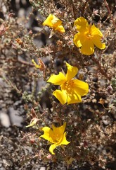 Balbisia microphylla