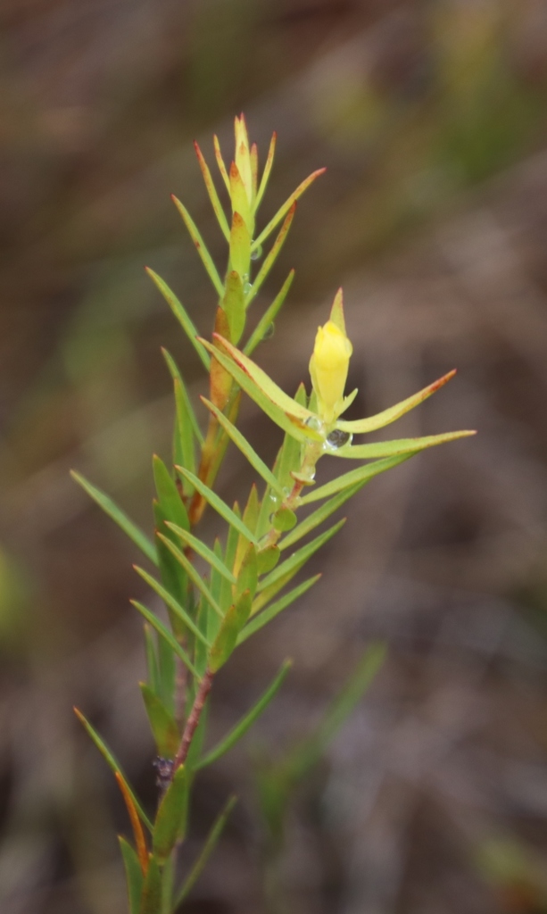 Yellowcross Capesaffron