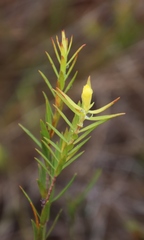Gnidia galpinii