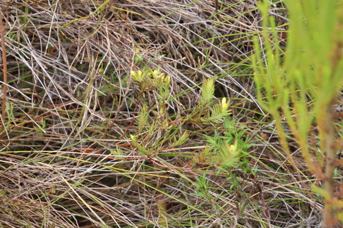 Image of Gnidia galpinii by (c) Tony Rebelo, some rights reserved (CC BY-SA)