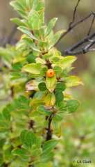 Coprosma montana