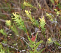 Gnidia galpinii