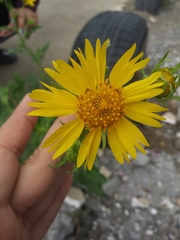 Verbesina encelioides