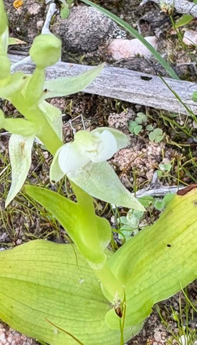 Mask Bonnet (Pterygodium schelpei)