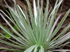 Argyroxiphium kauense