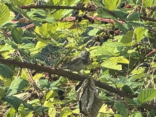 Dark-eyed Junco