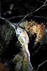 Calumma crypticum