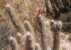 Oreocereus leucotrichus