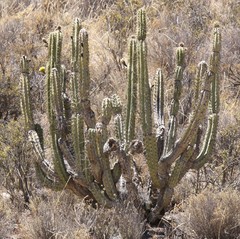 Corryocactus brevistylus