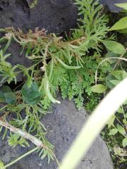 Selaginella pallescens