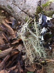 Usnea cornuta