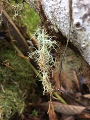 Usnea cornuta
