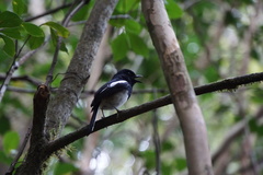 Copsychus albospecularis