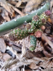 Cylindropuntia leptocaulis