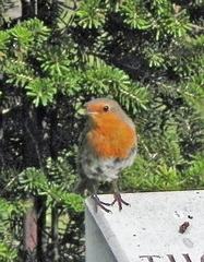 Erithacus rubecula