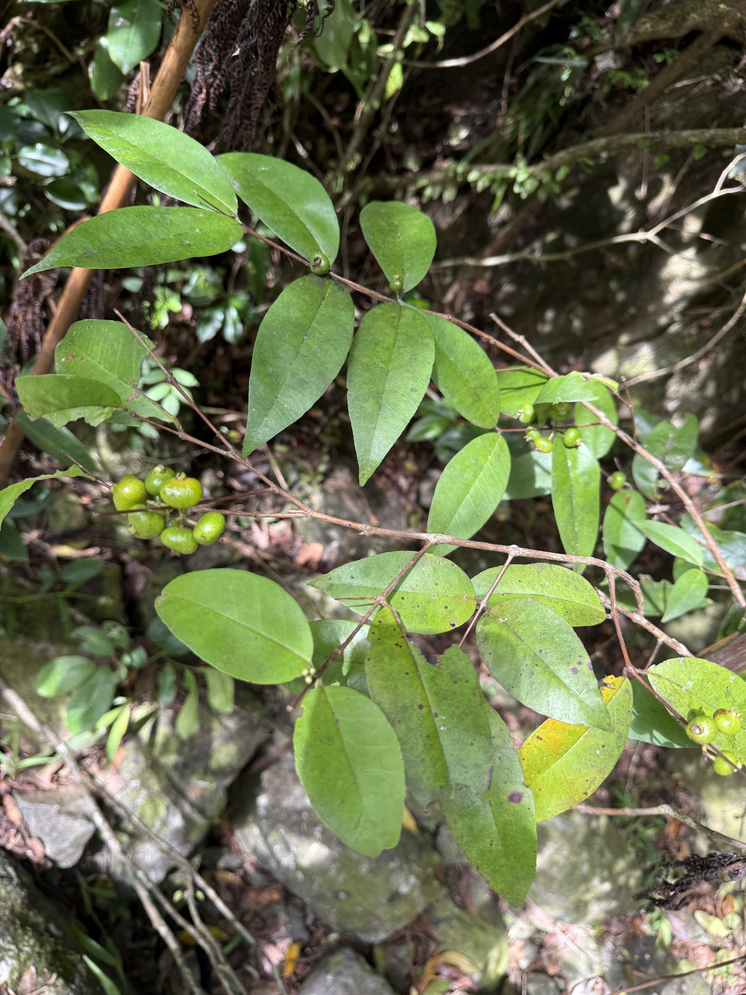 Eugenia eggersii
