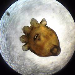 Temnocephala