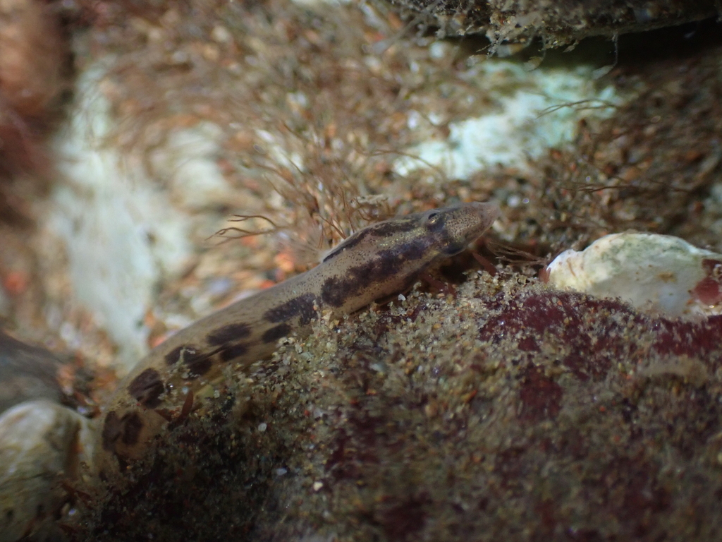 Spotside wormfish (Microdesmus suttkusi) — Microdesmidae