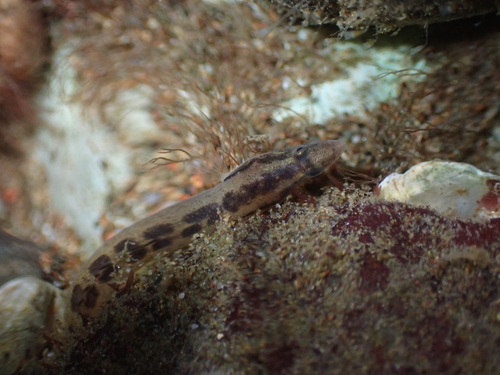 Spotside wormfish (Microdesmus suttkusi) — Microdesmidae