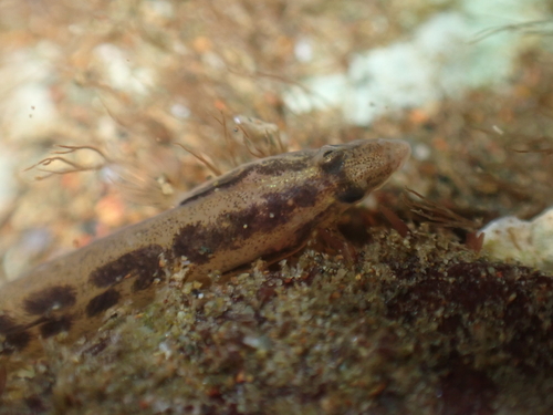 Spotside wormfish (Microdesmus suttkusi) — Microdesmidae — 2