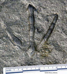 Branta hutchinsii leucopareia