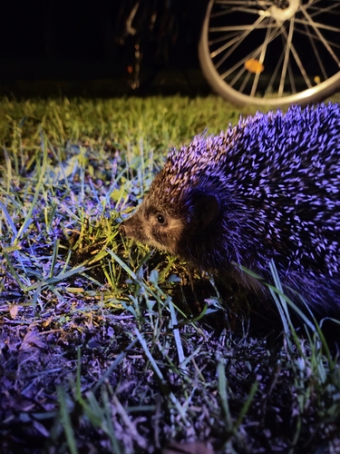 Northern White-breasted Hedgehog, Vingio parkas, Vilnius, Vilniaus m. sav., Lietuva, photo 10 of 10