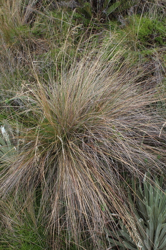 Paramochloa effusa