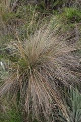 Paramochloa effusa