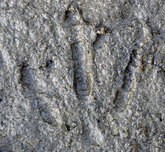 Branta hutchinsii leucopareia