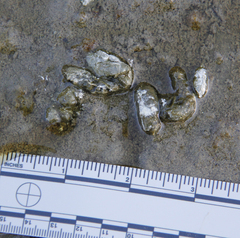 Branta hutchinsii leucopareia