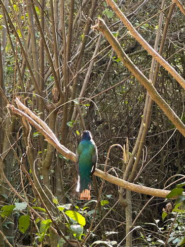 Surucua Trogon