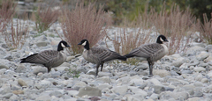 Branta hutchinsii leucopareia