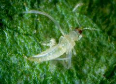Heliothrips haemorrhoidalis