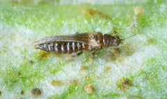 Heliothrips haemorrhoidalis