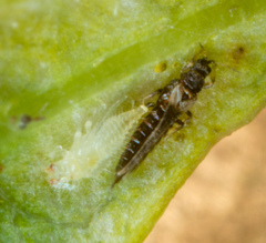 Heliothrips haemorrhoidalis