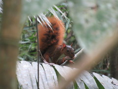 Sciurus spadiceus
